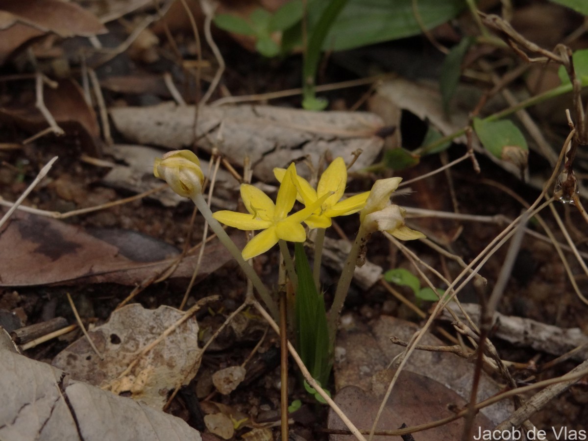 Curculigo orchioides Gaertn.